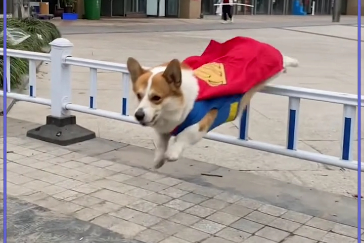 Chú Chó Corgi Biết "Bay"